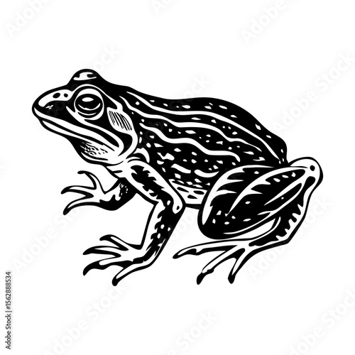 A vintage style illustration showing toad