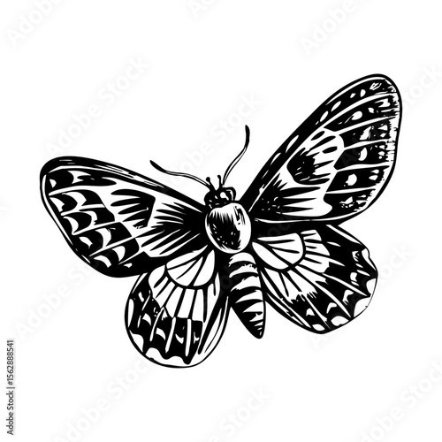 A glyph style illustration representing tiger moth