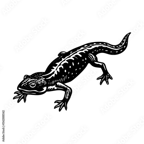 A vintage style illustration showing newt