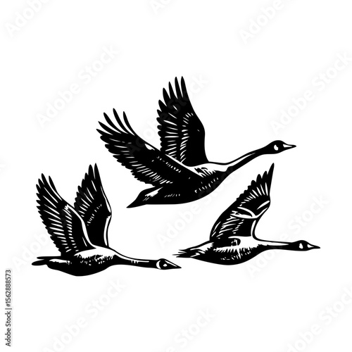 A vintage style illustration showing geese migration