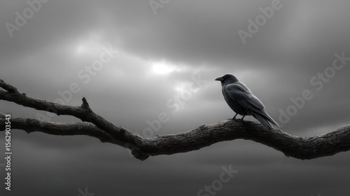 Raven on Branch with high contrast silhouette and stormy sky ideal for gothic themes mystery visuals or poetic nature compositions