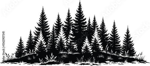 A silhouette of a dense forest with tall evergreen trees and grass