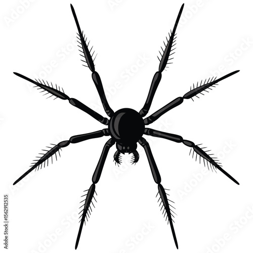 black silhouette of spider