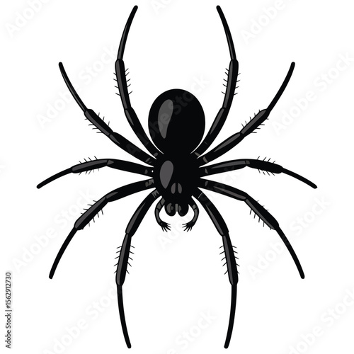 spider on a white background