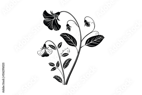 Elegant Sweet Pea Flower Illustration in Black and White Silhouette