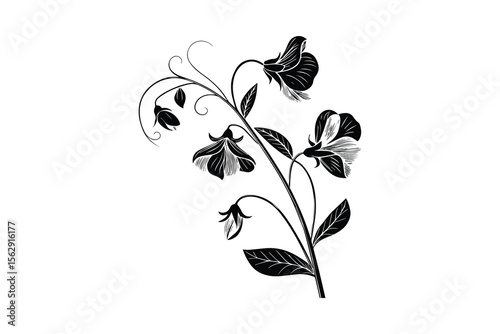 Elegant Sweet Pea Flower Branch in Black Silhouette