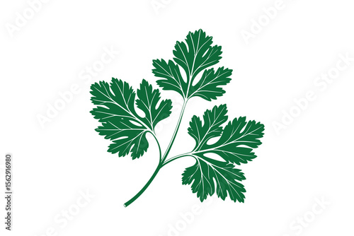 Cilantro Herb Branch Silhouette Green on White Background