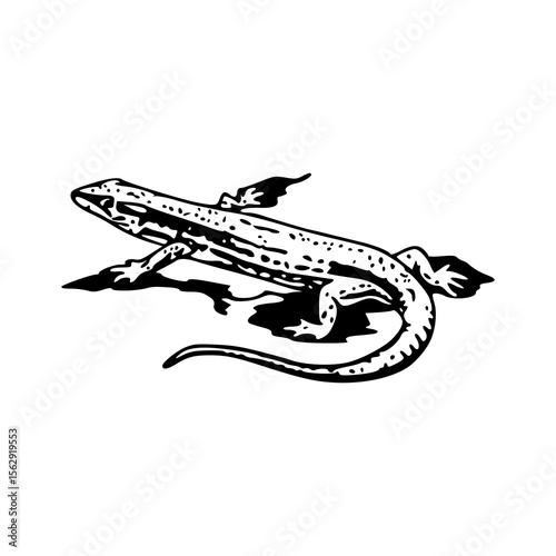 wildlife gecko clipart