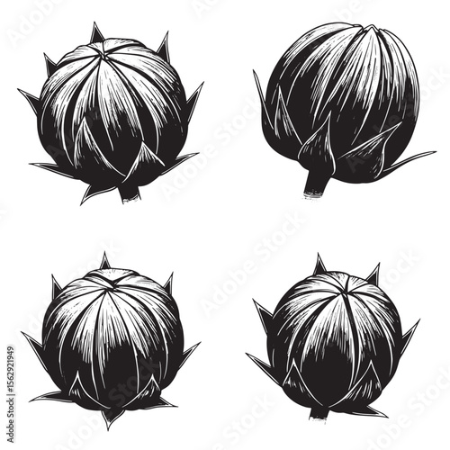 Detailed black and white artichoke ornament set illustrations on white background