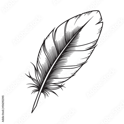 Detailed black and white feather vector illustration for design and ornament set