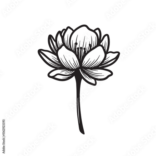 Elegant black and white lotus flower illustration a botanical ornament for design and decoration purposes