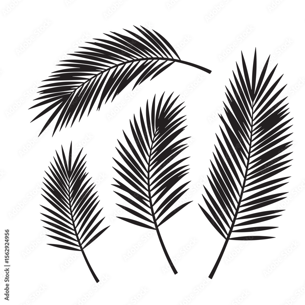 Obraz premium Elegant vector illustration of palm leaves in black and white a versatile ornament set