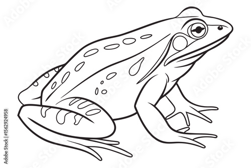 Elegant Frog Outline Drawing
