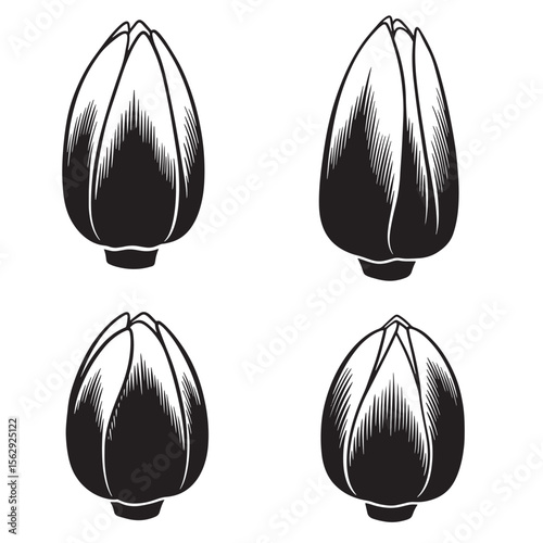 Elegant vintage illustration of four closed tulip buds in black and white ornament set