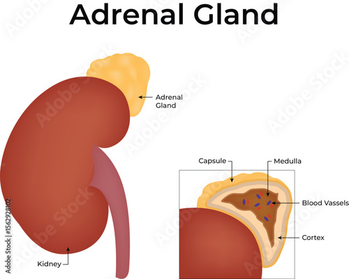 Anatomical Illustration of the Adrenal Gland and Kidney