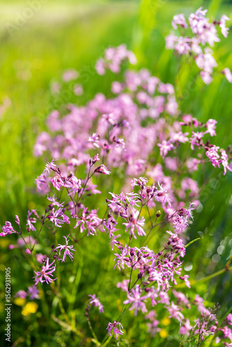 Delicate pink wildflowers bloom in a natural meadow with a soft green bokeh background. Beautiful spring or summer field flowers create a dreamy pastoral scene