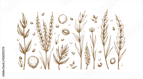 An assortment of organic cereal and grain seeds, hand-drawn in a doodle art style, set on a white background.

