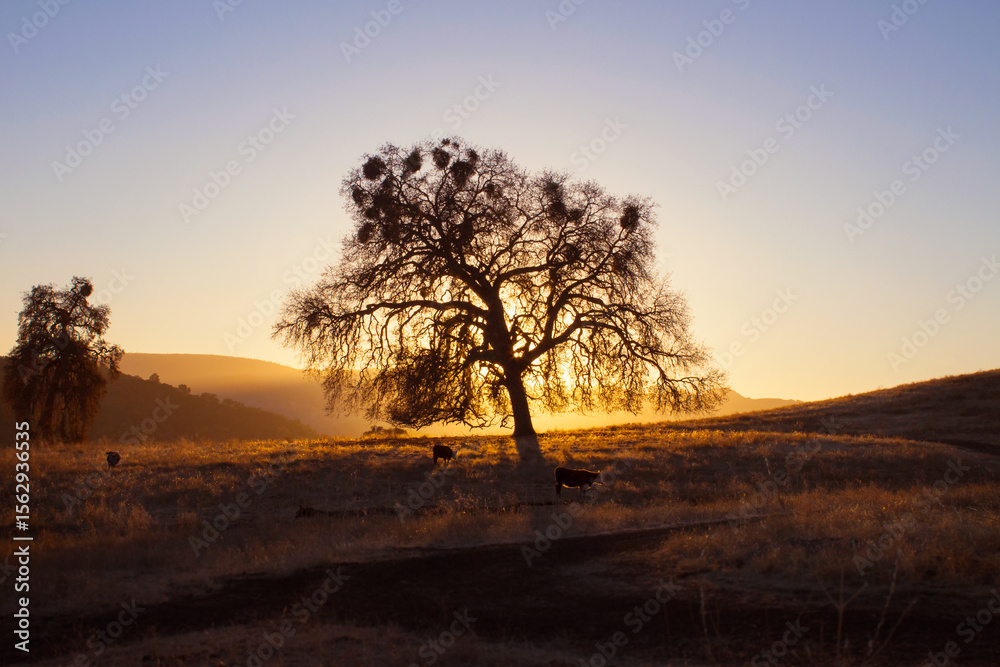 Obraz premium Oak Tree Backlit by Sunset in Paso Robles California
