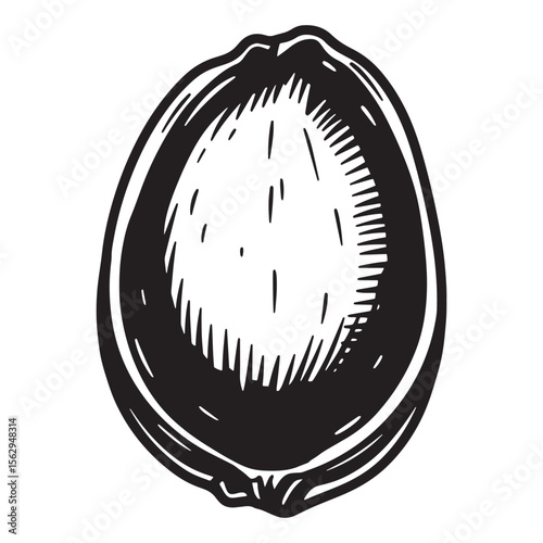 Detailed hand drawn black and white coconut half with vintage woodcut style