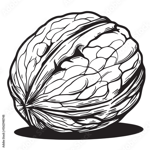 Detailed vector illustration of a walnut depicting nutritious food and healthy eating
