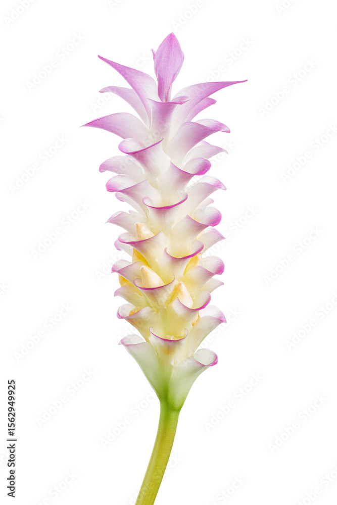Fototapeta premium Curcuma flower, Turmeric flower isolated on white background, with clipping path 