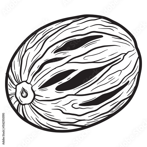 Hand drawn detailed illustration of a nutmeg spice in a black and white outline graphic.