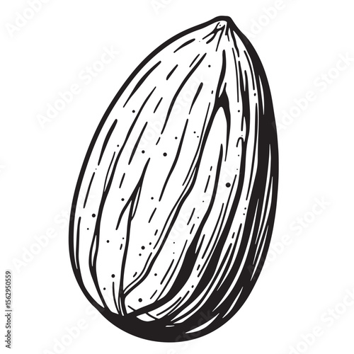 Hand drawn illustration of a black and white almond nut isolated on white background
