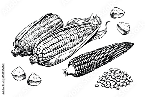 Corn on the Cob Vector Engraving Set. Detailed Monochrome Botanical Illustrations of Maize. Vintage Stipple & Hatching Style Icons & Symbols