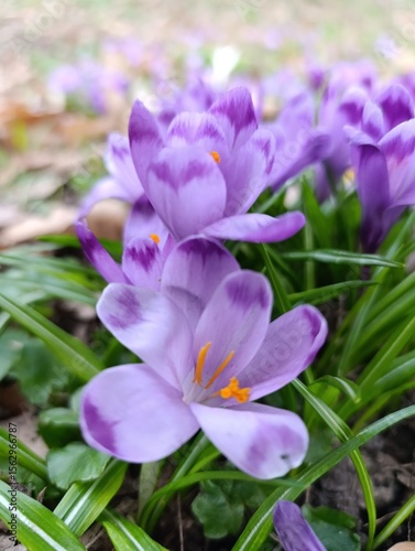 purple crocus flowers