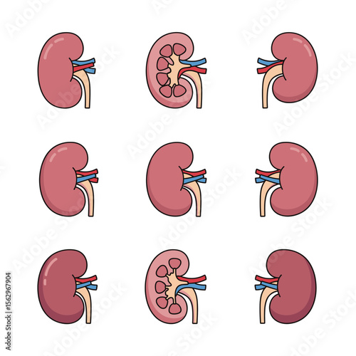 Human Kidney Anatomy Illustrations Detailed Diagrams of Renal System