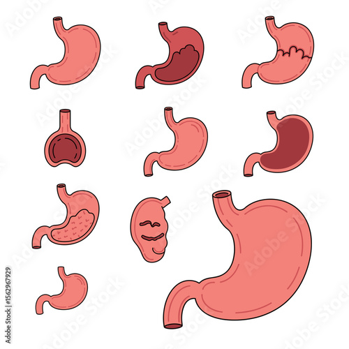 Human Stomach Anatomy Illustrations Diverse Views and Stages