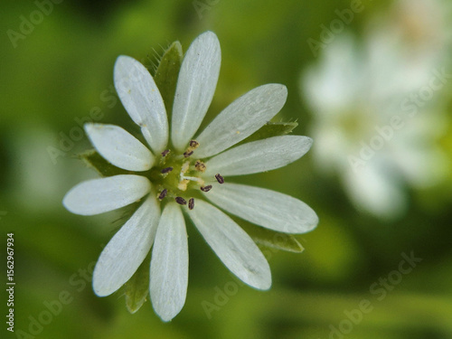 Stellaria, family Caryophyllaceae, white stitchwort in the forest, perennial herb.