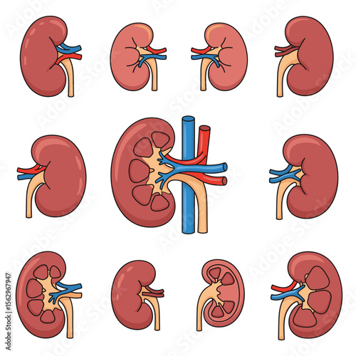Human Kidney Anatomy Illustrations of Kidney Structure and Function