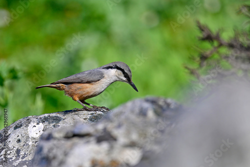 Felsenkleiber // Western rock nuthatch (Sitta neumayer) - Mani, Peloponnes, Griechenland