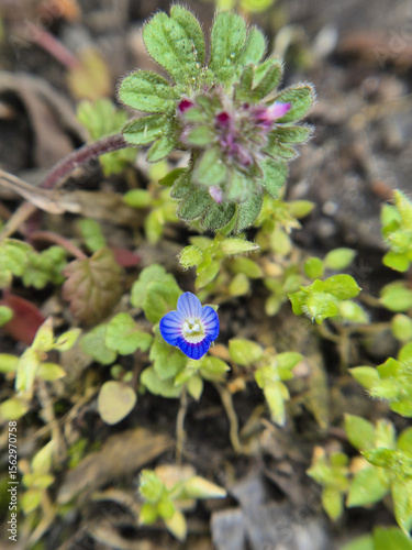 Veronica persica, Persian Speedwell or birdeye speedwell, annual herbaceous plant, of the genus (Veronica) of the plantain family (Plantaginaceae).