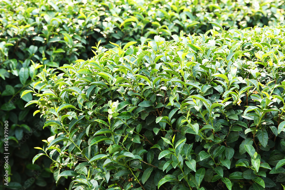 Obraz premium Tea plantation