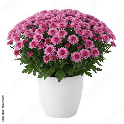 Pink chrysanthemum flowers in a pot on black background