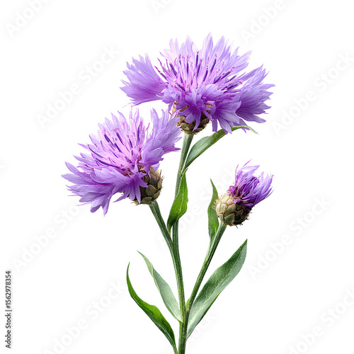 Knapweed wild purple flowers transparent background