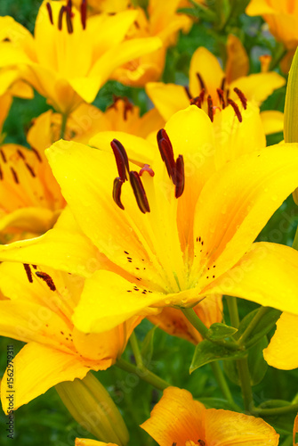Yellow lilies of the Pollyanna variety. Macro Asian hybrid