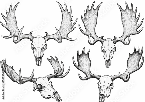Collection of detailed hand drawn moose skulls with large antlers on white background