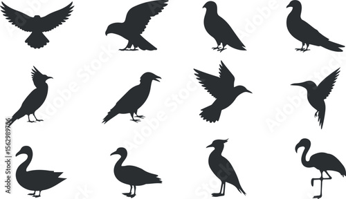 A diverse collection of bird silhouettes isolated on white background, set of silhouettes of birds