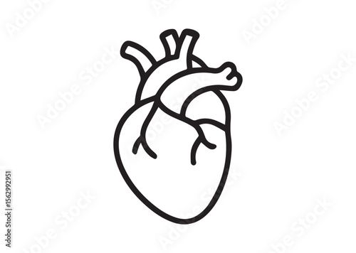 Human anatomical heart thin line art vector, Human anatomical heart thin icon