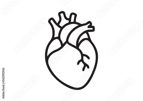 Human anatomical heart thin line art vector, Human anatomical heart thin icon
