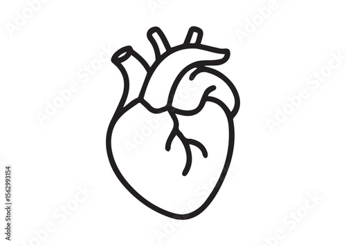Human anatomical heart thin line art vector, Human anatomical heart thin icon