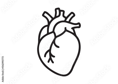 Human anatomical heart thin line art vector, Human anatomical heart thin icon