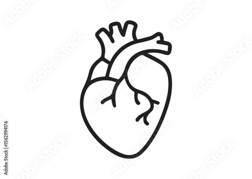 Human anatomical heart thin line art vector, Human anatomical heart thin icon