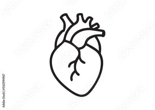 Human anatomical heart thin line art vector, Human anatomical heart thin icon
