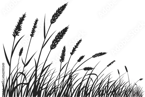 Black silhouette of tall grass and seed heads against white field nature