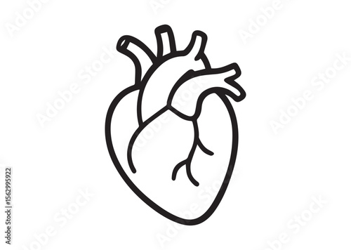 Human anatomical heart thin line art vector, Human anatomical heart thin icon
