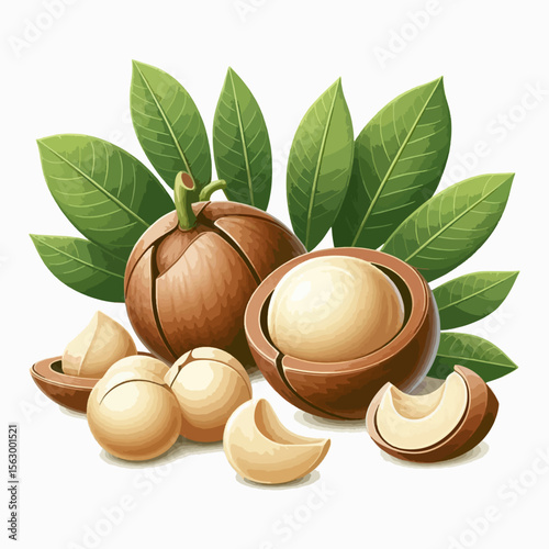Digital illustration of macadamia nuts, whole and broken open, surrounded by lush green leaves, displayed against a plain white background.